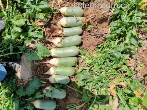 农贸市场摊位上整齐摆放的芹菜与青萝卜