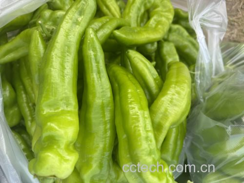新鲜翠绿的尖椒特写