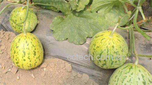 花蕾甜瓜与其他水果对比营养图表