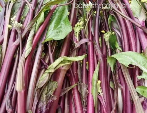 紫菜苔特写对比图：新鲜 vs 不新鲜