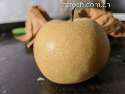 单个优质秋月梨特写