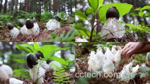 新鲜野生平菇采摘现场