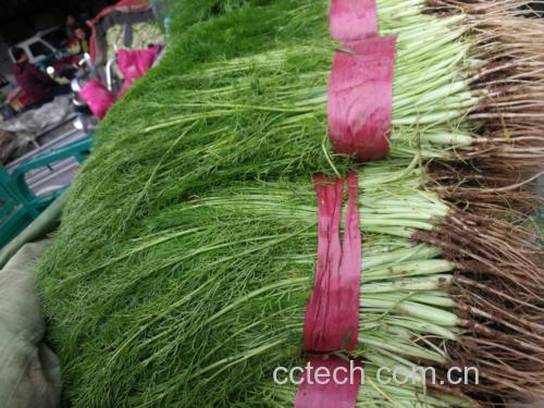 新鲜茼蒿与老根对比图