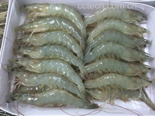 南美白对虾鲜活个体特写