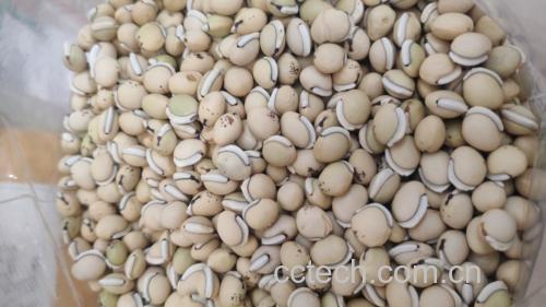 白扁豆干豆与新鲜豆荚对比图