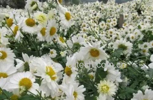 野菊花特写