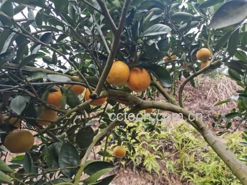 沙棘野生植株生长环境实景图