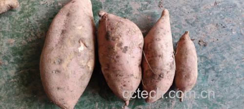红薯与金桔食材对比图