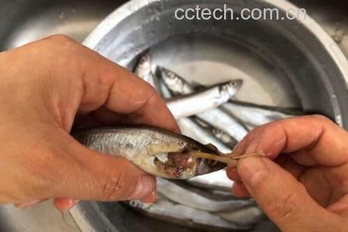 多宝鱼清洗与去内脏过程