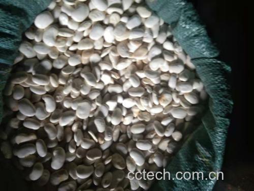 白菜与芸豆食材展示图