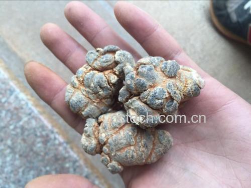 三七植株与干燥块根对比图