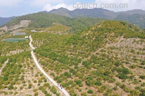 白背三七种植基地航拍图