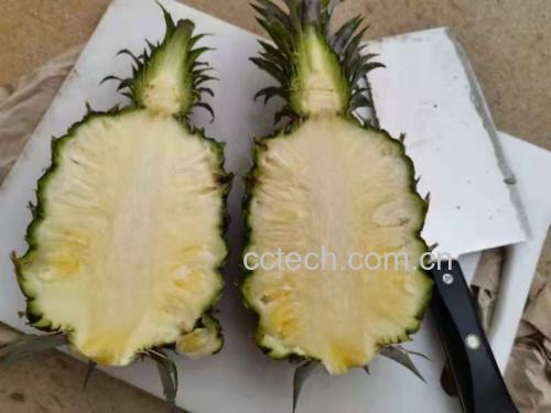 菠萝与凤梨切面展示图