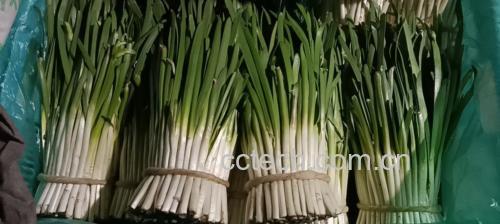 春天头茬韭菜制作的美食