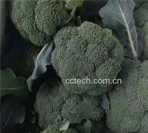 新鲜西兰花选购指南