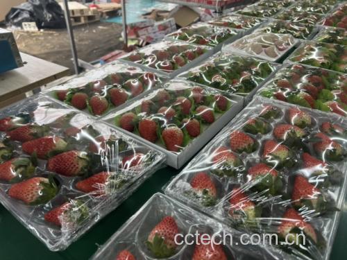 草莓冰激凌成品展示