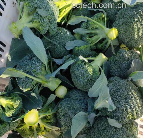 西兰花和油菜摆盘对比图