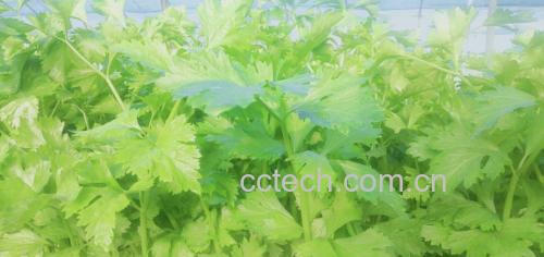 芹菜青瓜汁成品图