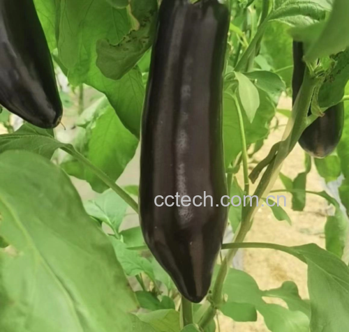 茄子植株特写,突出果实与把柄连接处
