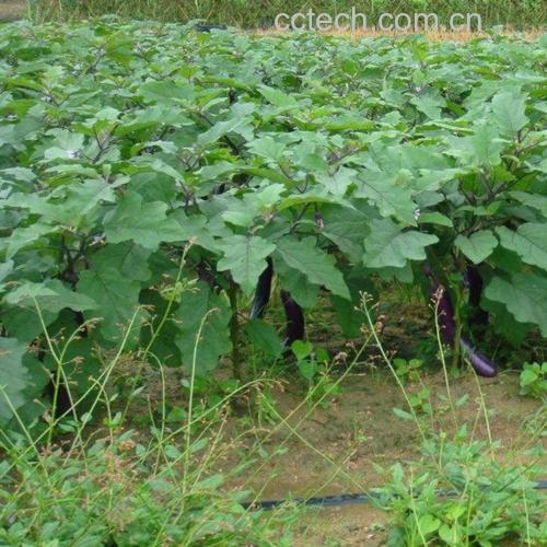 农田中生长的茄子植株全景图