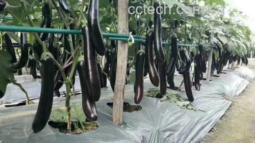 不同成熟度的茄子对比图