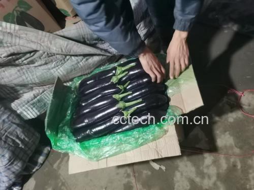 新鲜茄子与内部发黑茄子对比图