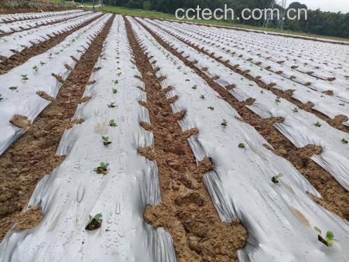 田间管理中的茄子植株