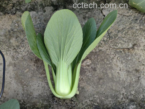 油菜清洗与处理