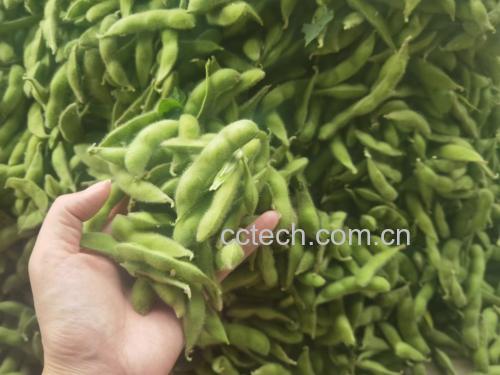 豆芽与油菜搭配炒制的成品图