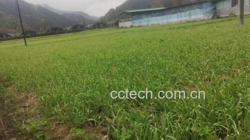 现代化生姜种植基地航拍