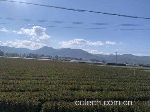 田间开花的莴苣群落全景