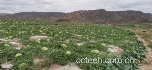 高塘西瓜种植地土壤特写