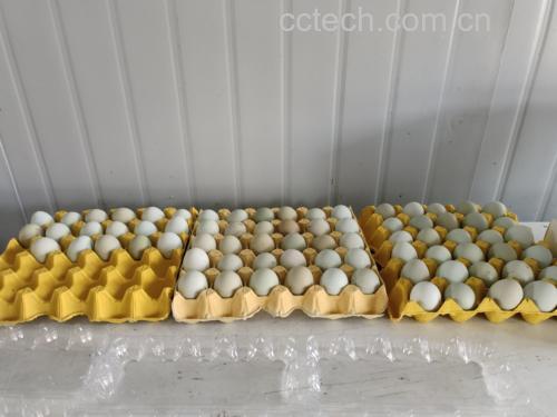 黄瓜与松花蛋摆放图