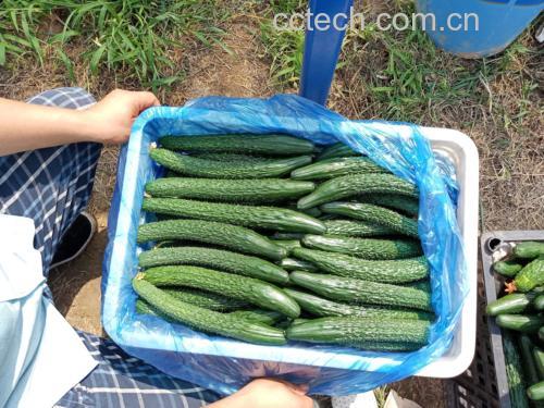 一位中年男性正在超市蔬菜区挑选新鲜西红柿和黄瓜,手拿购物篮,神情专注
