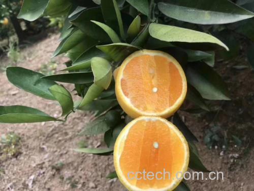 夏橙不同大小分级对比图