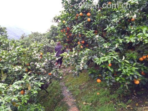 农户在果园中手工采摘中果型夏橙场景