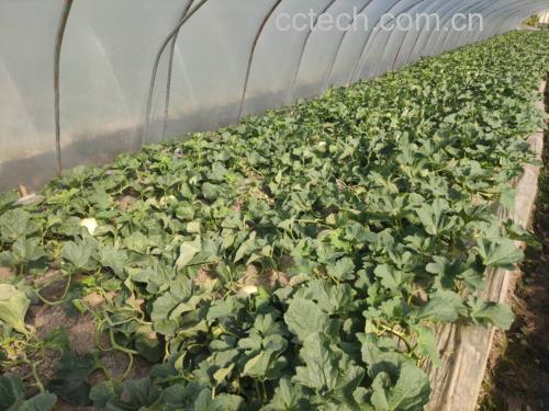 玉菇甜瓜生长在现代化温室大棚中的实景图,藤蔓缠绕,叶片翠绿,果实表面带有清晰网状纹路,部分果实已呈现乳白色成熟状态