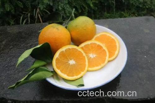 夏橙果肉切片与营养成分对比图