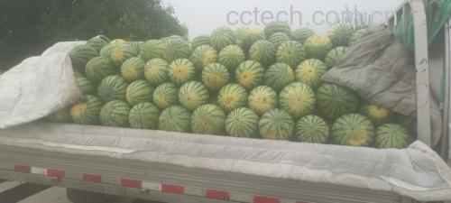 农贸市场摊位上的美都西瓜陈列场景