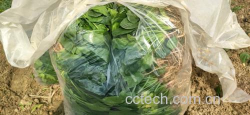 农贸市场摊位上摆放的新鲜大叶菠菜