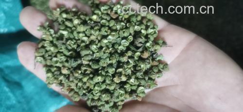 挑选新鲜尖椒