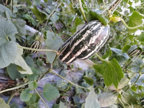 羊角蜜甜瓜植株与果实特写