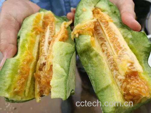 羊角蜜甜瓜切开图