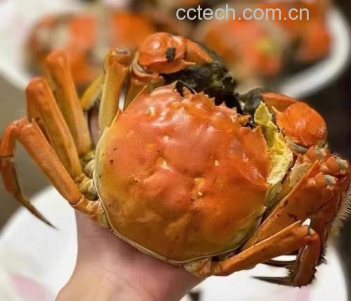 大闸蟹特写