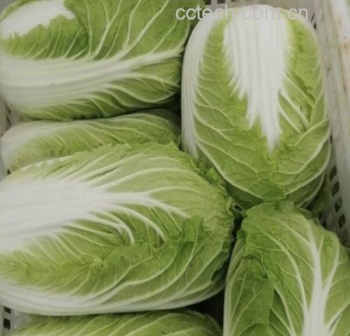 上汤红菜心成品摆盘图