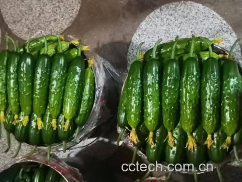 黄瓜与杏鲍菇炒制过程图