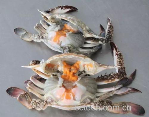 远海与近海梭子蟹对比图