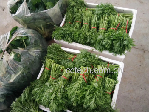 新鲜油麦菜与茼蒿实物图