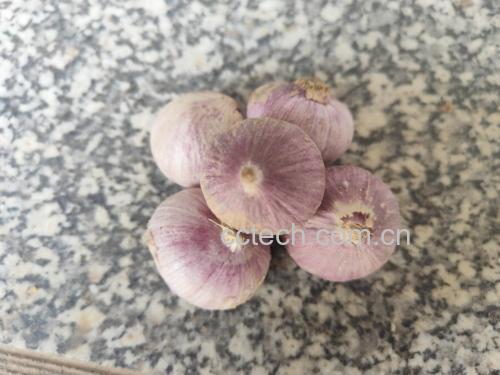 蒸锅中的独头蒜