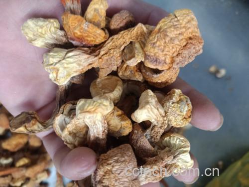 干姬松茸炒制过程图